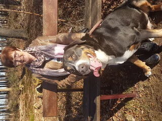 Foto 3 van een Grote Zwitserse Sennenhond