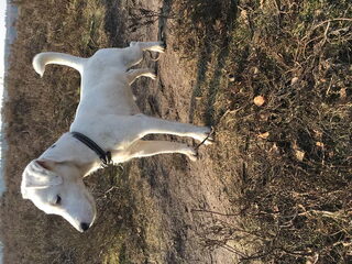 Foto 5 van een Parson Russell Terriër