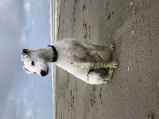 Foto 4 van een Parson Russell Terriër
