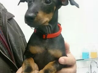 Foto 2 van een Manchester Terrier