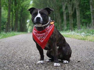Foto 2 van een Staffordshire Bull Terrier