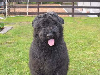 Foto 2 van een Bouvier des Flandres