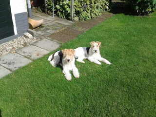 Foto 4 van een Foxterrier, draadhaar