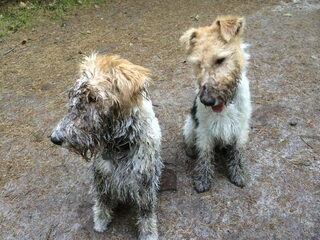 Foto 3 van een Foxterrier, draadhaar