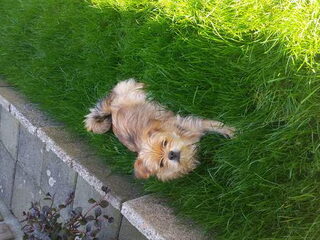 Foto 3 van een Norfolk Terrier