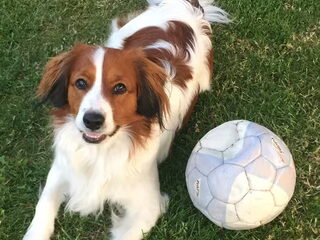 Foto 4 van een Kooikerhondje