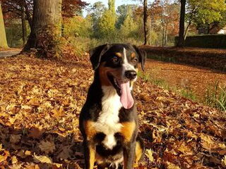 Foto 3 van een Appenzeller Sennenhond