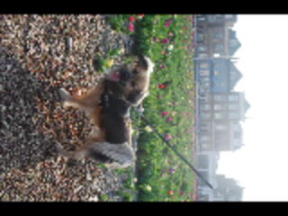 Foto 2 van een Tibetaanse Spaniel