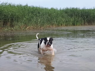 Foto 5 van een Amerikaanse Bulldog
