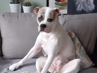Foto 4 van een Amerikaanse Bulldog