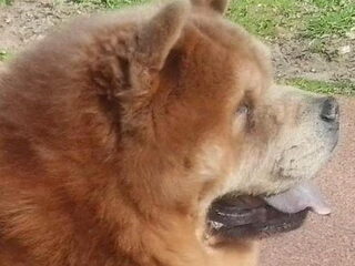 Foto 2 van een Chow chow