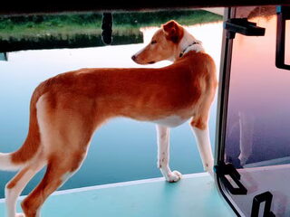 Foto 4 van een Podenco Ibicenco