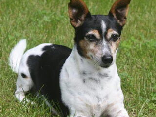 Foto 5 van een Jack Russell Terrier