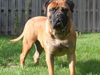 Foto 2 van een Bullmastiff