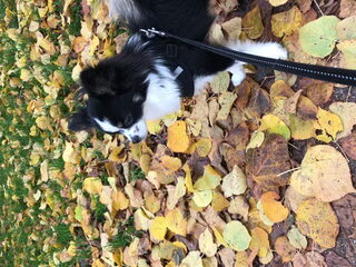 Foto 5 van een Chihuahua, langhaar