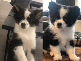 Foto 4 van een Chihuahua, langhaar