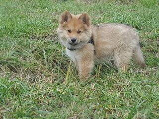 Foto 3 van een Finse Lappenhond