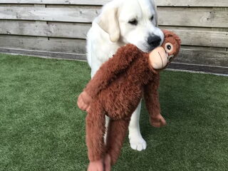 Foto 4 van een Golden Retriever