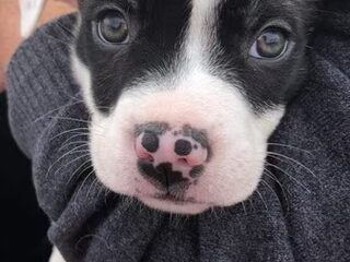 Foto 3 van een Amerikaanse Bulldog