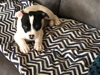 Foto 2 van een Amerikaanse Bulldog
