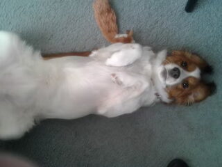 Foto 3 van een Kooikerhondje
