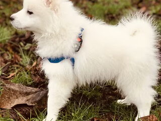 Foto 5 van een Keeshond, Middenslag