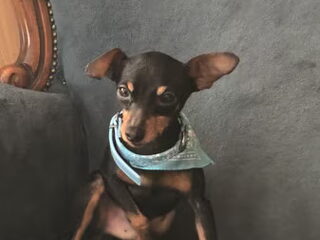 Foto 5 van een Dwergpinscher
