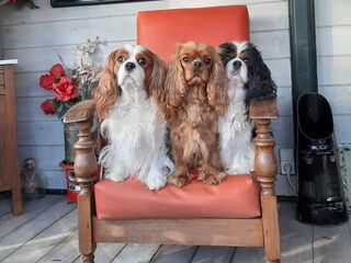 Foto 4 van een Cavalier King Charles Spaniel