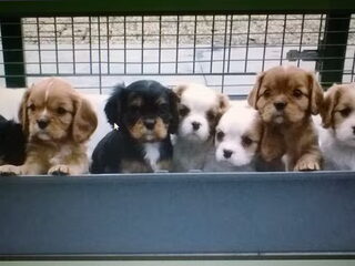Foto 3 van een Cavalier King Charles Spaniel