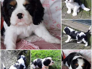 Foto 2 van een Cavalier King Charles Spaniel