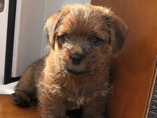 Foto 2 van een Norfolk Terrier