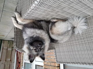 Foto 4 van een Grote Keeshond, wolfsgrijs
