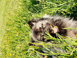 Foto 3 van een Grote Keeshond, wolfsgrijs