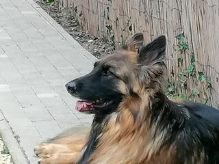 Foto 2 van een Oud Duitse Herdershond