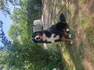 Foto 3 van een Berner Sennenhond
