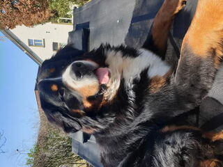Foto 2 van een Berner Sennenhond
