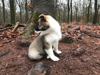 Foto 5 van een IJslandse Hond