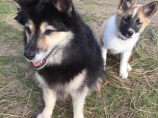 Foto 3 van een IJslandse Hond