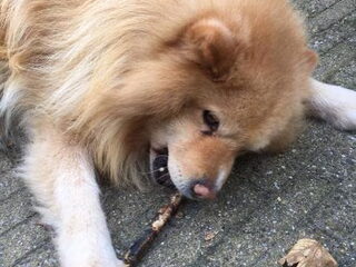 Foto 2 van een Finse Lappenhond