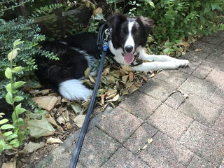 Foto 2 van een Border Collie