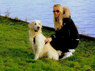 Foto 2 van een Golden Retriever