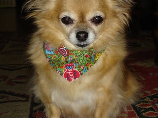 Foto 2 van een Chihuahua, langhaar