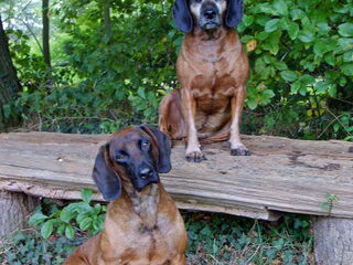 Foto 5 van een Bayerischer Gebirgsschweisshund
