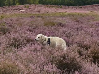 Foto 3 van een Kuvasz