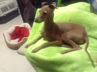 Foto 2 van een Italiaans Windhondje