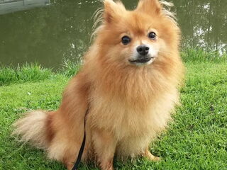 Foto 4 van een Keeshond, Middenslag