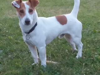 Foto 2 van een Jack Russell Terrier