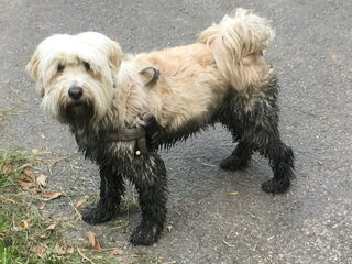 Foto 2 van een Tibetaanse Terrier