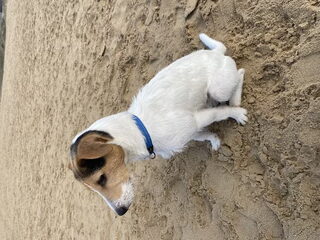 Foto 3 van een Parson Russell Terriër