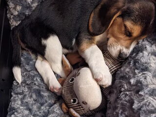 Foto 2 van een Beagle